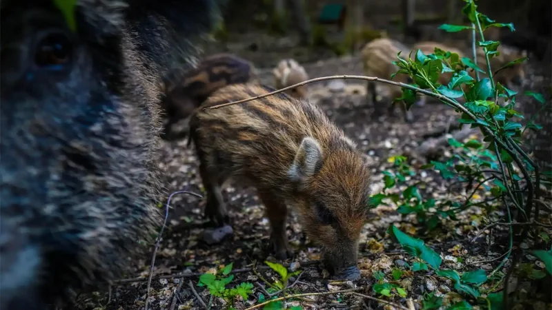 reproduction et gestation du sanglier