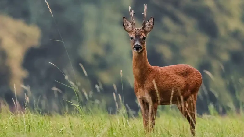 rut chevreuil France
