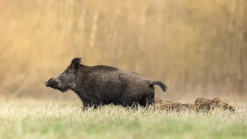 Chasse du sanglier en été et canicule