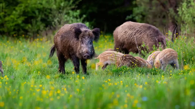 Faire la différence entre trichine et peste porcine chez le sanglier